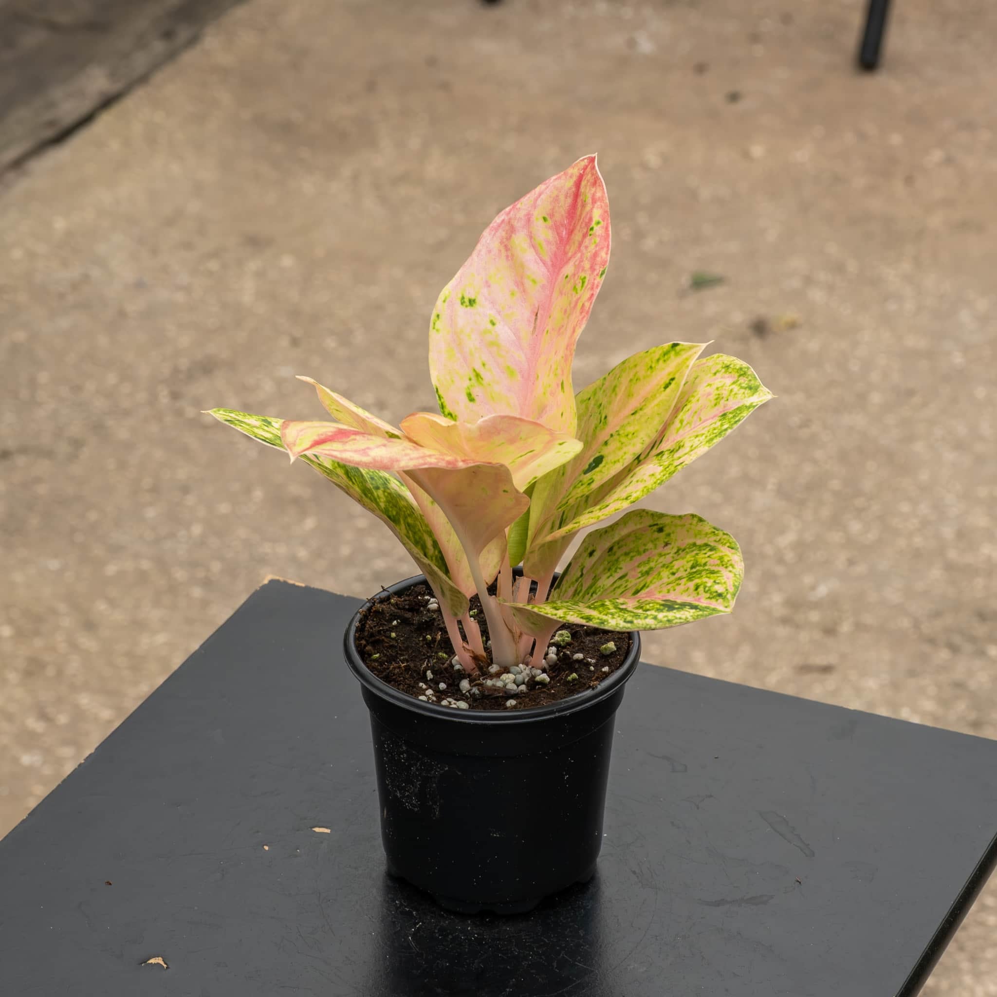 Aglaonema 'Pink Emerald' – Gabriella Plants