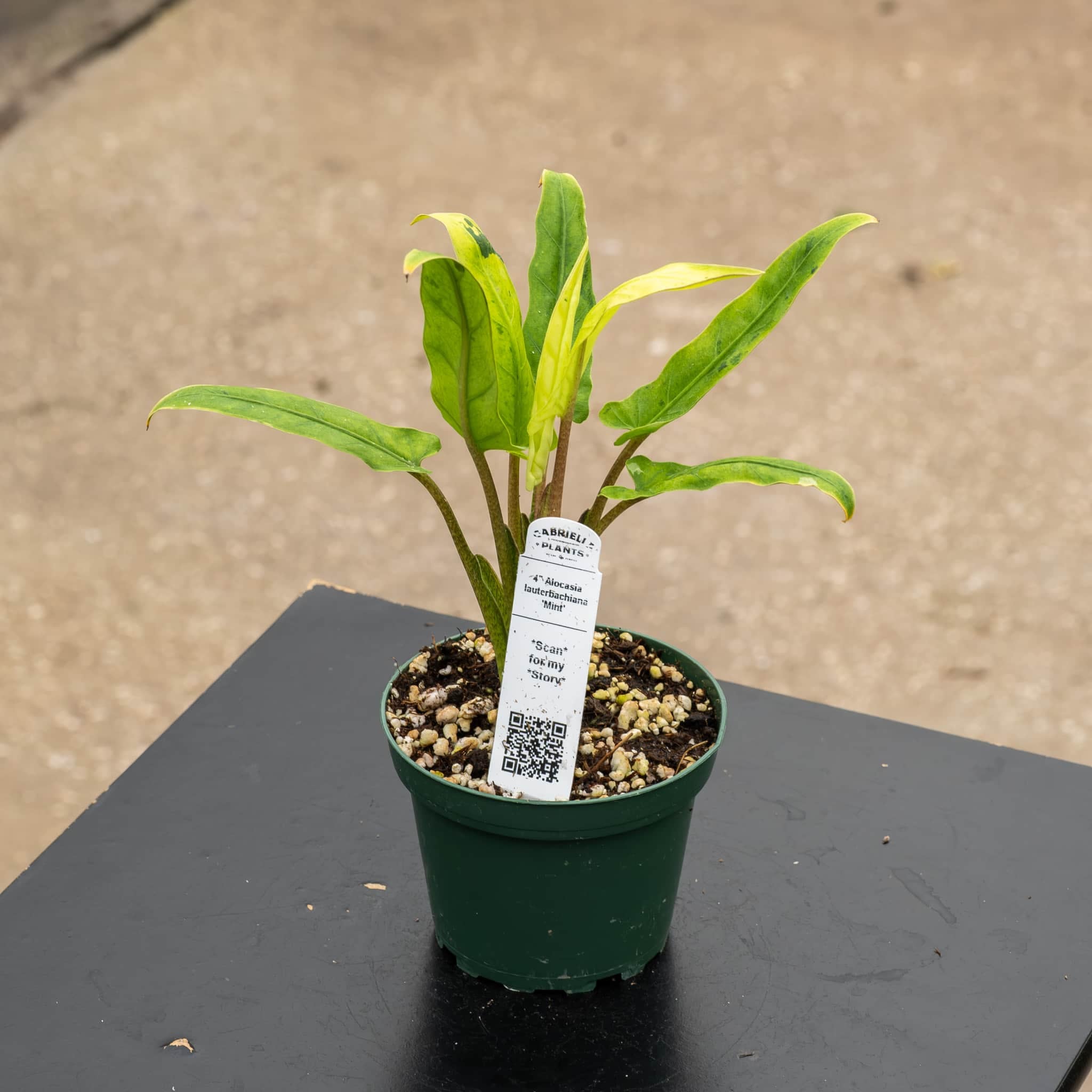 【葉】 Alocasia lauterbachiana 'Mint' – Gabriella Plants