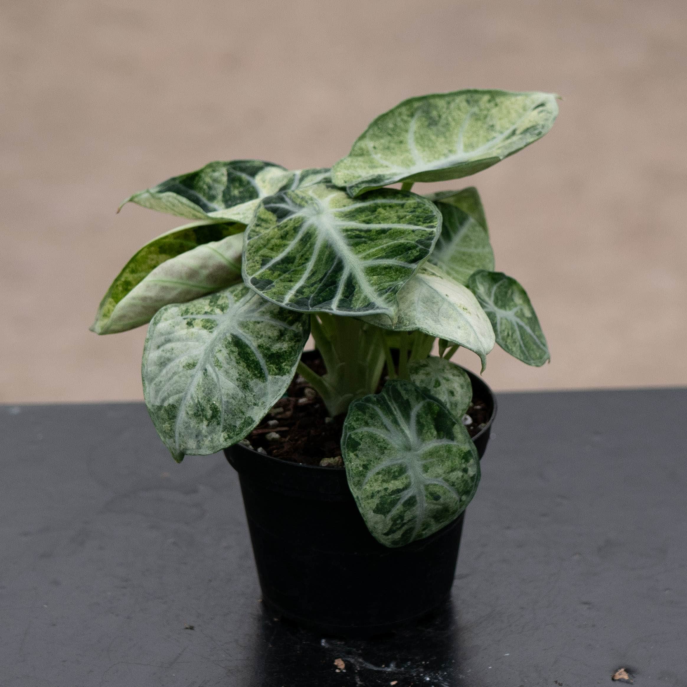 Alocasia 'Ninja Tricolor' – Gabriella Plants