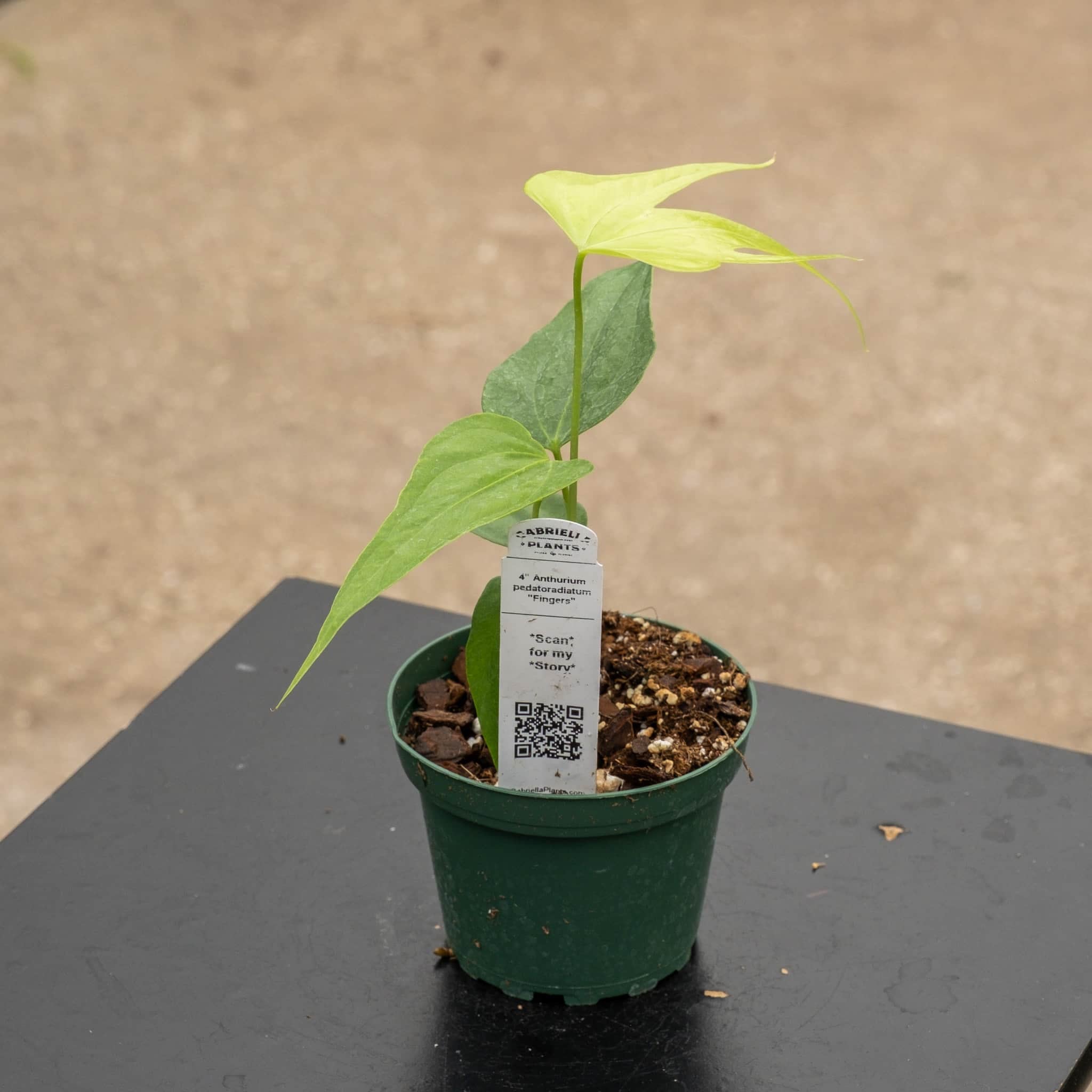 Anthurium Equator candy pardy 脇芽 Anthurium pedatoradiatum 