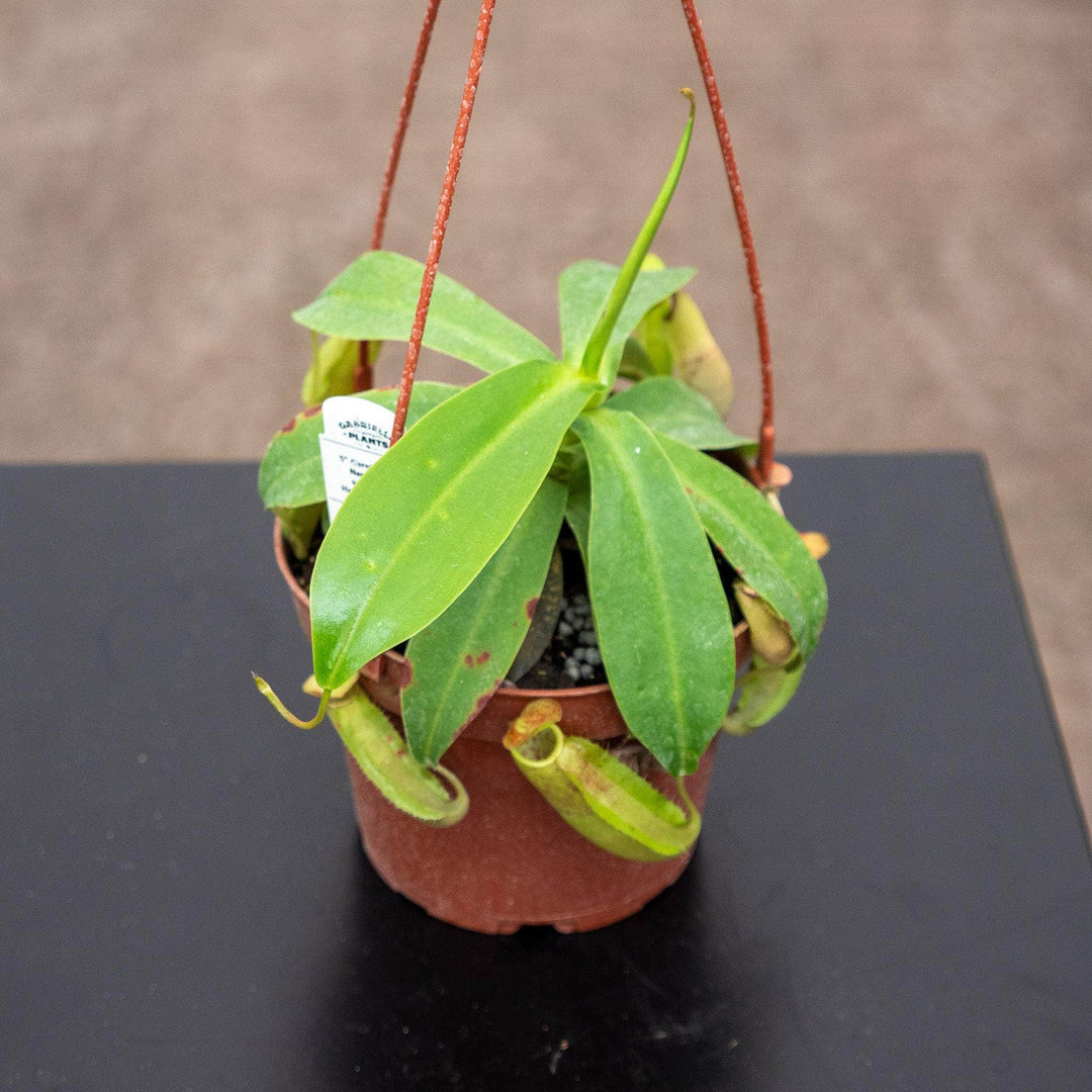 Gabriella Plants Tradescantia 5" Hanging Basket Carnivorous Nepenthes sanguinea