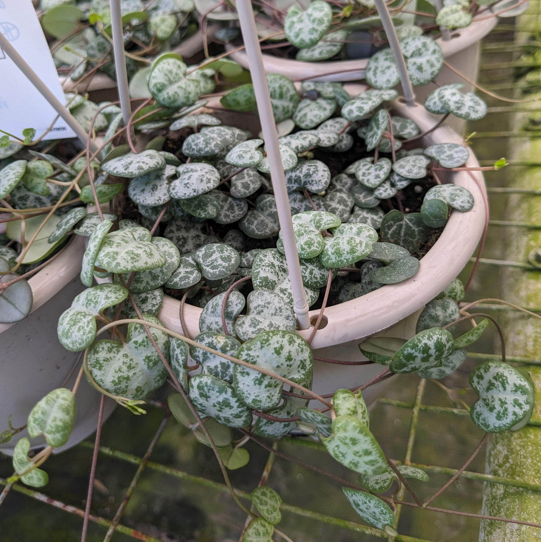 Gabriella Plants Succulent 4.5" Hanging Basket Ceropegia woodii "String of Hearts"