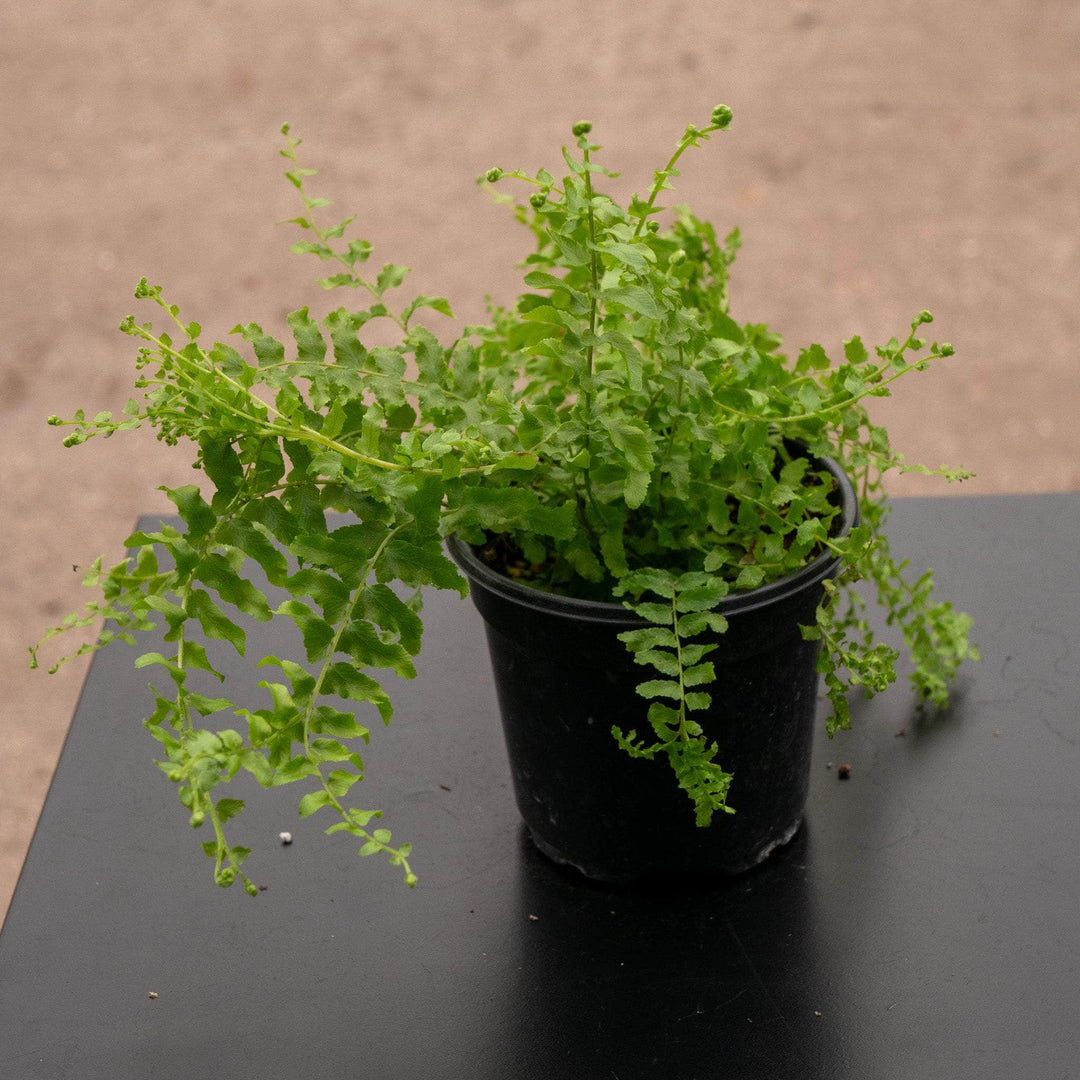 Gabriella Plants Fern 4" Fern Boston Nephrolepis exaltata 'Petticoat'