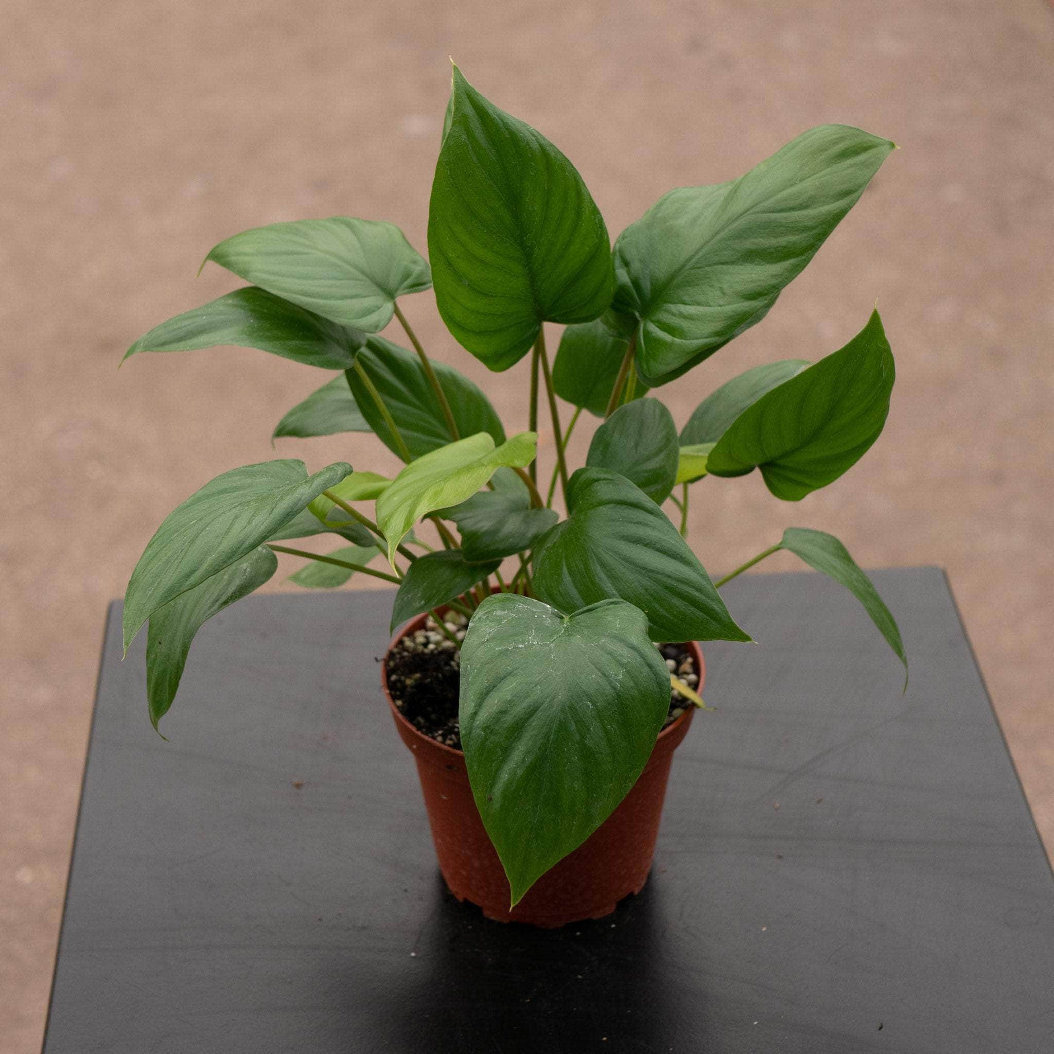 Homalomena rubescens – Gabriella Plants