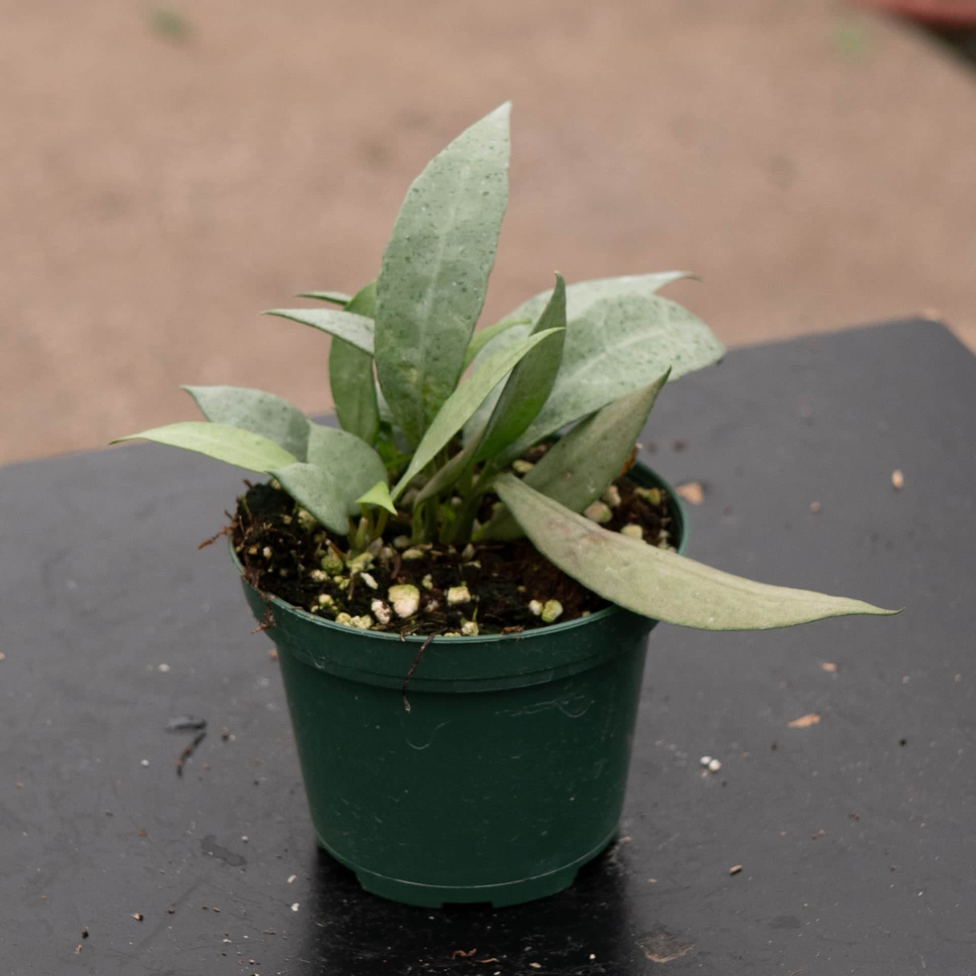 gabriella-plants-hoya-lacunosa