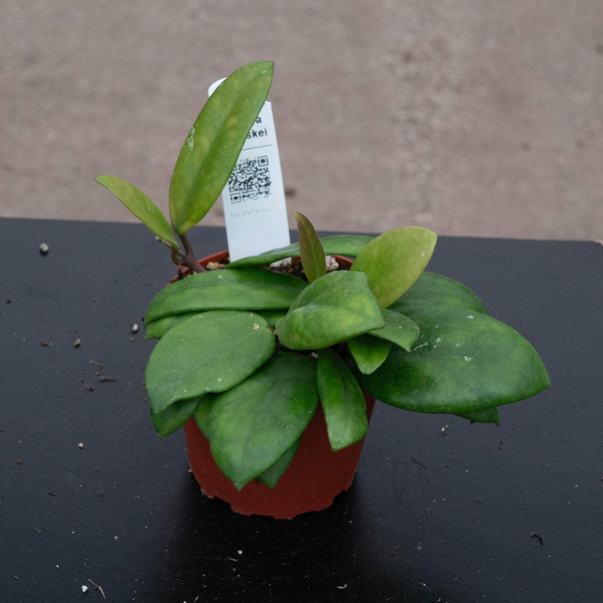 Hoya motoskei – Gabriella Plants