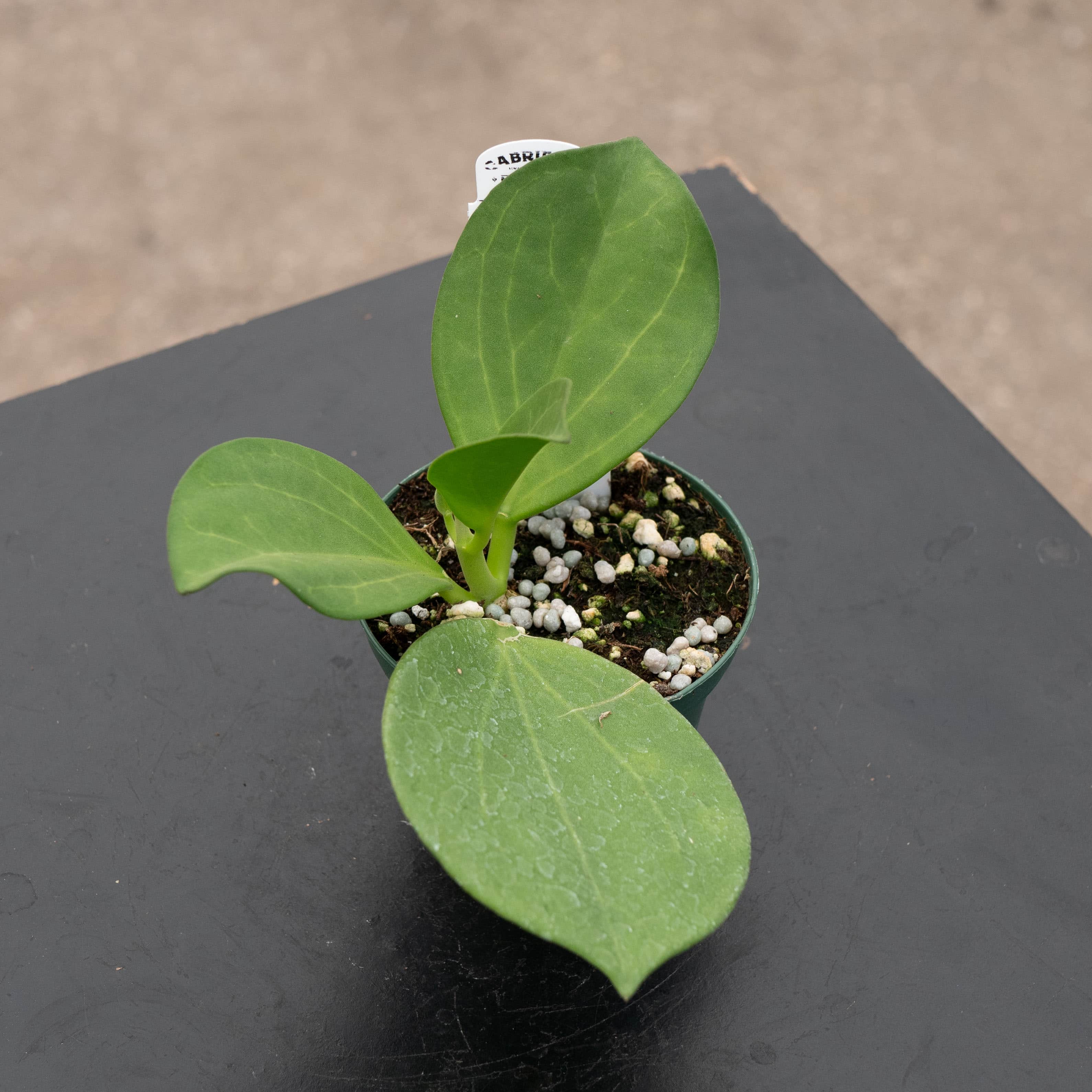 Hoya pachyclada – Gabriella Plants