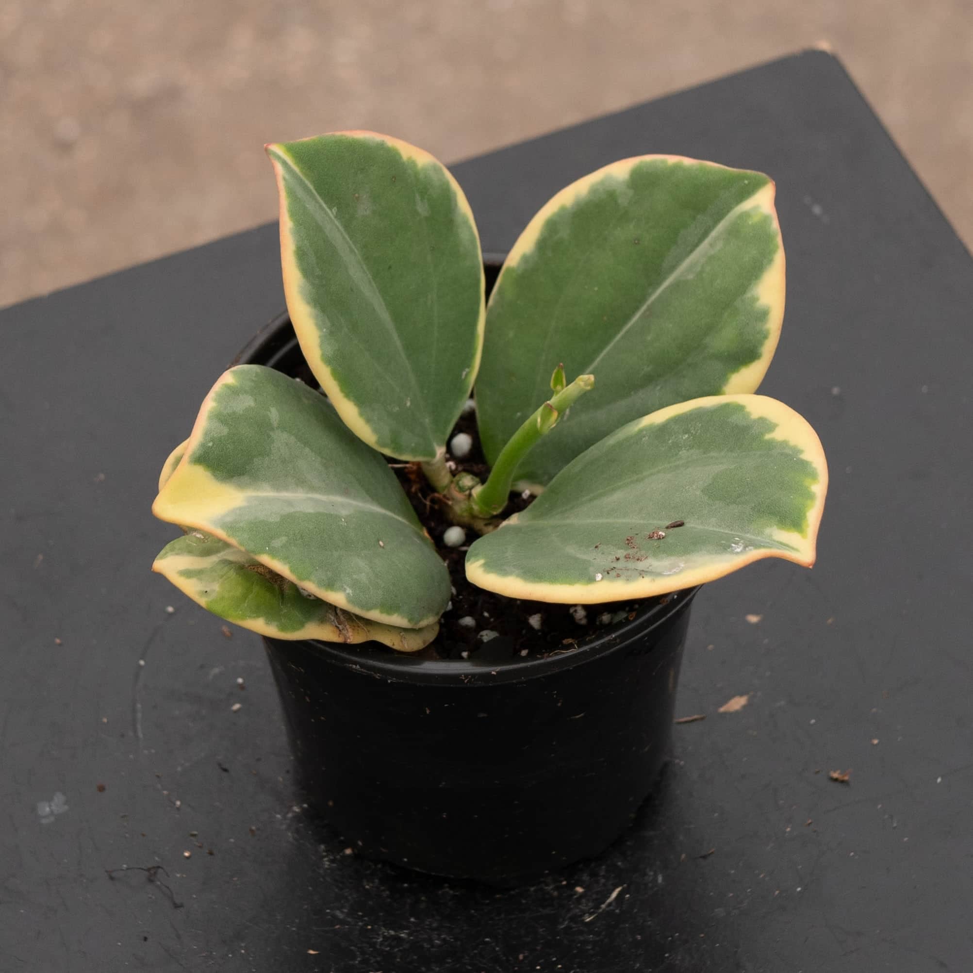 Hoya pachyclada variegated – Gabriella Plants