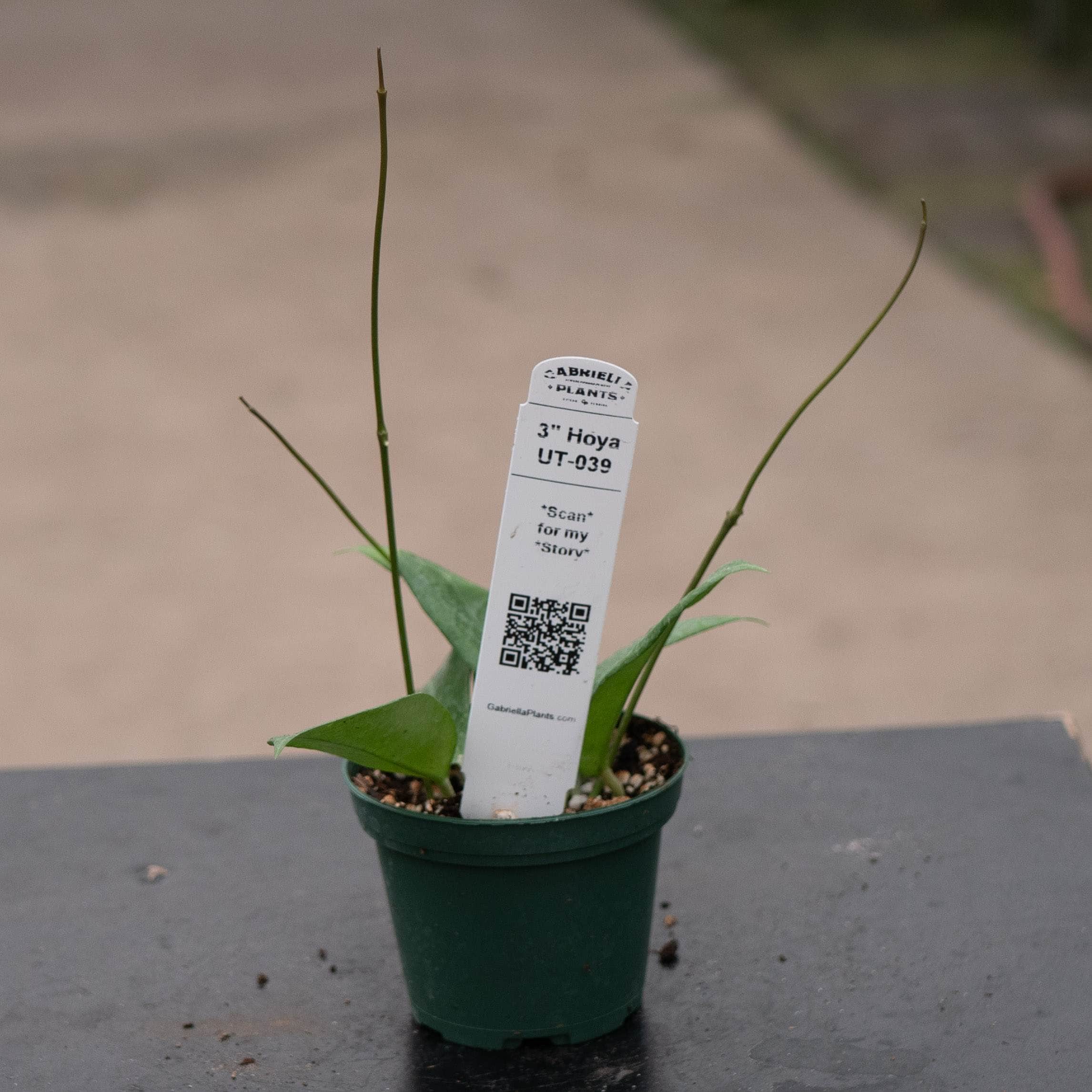 Hoya UT-039 – Gabriella Plants