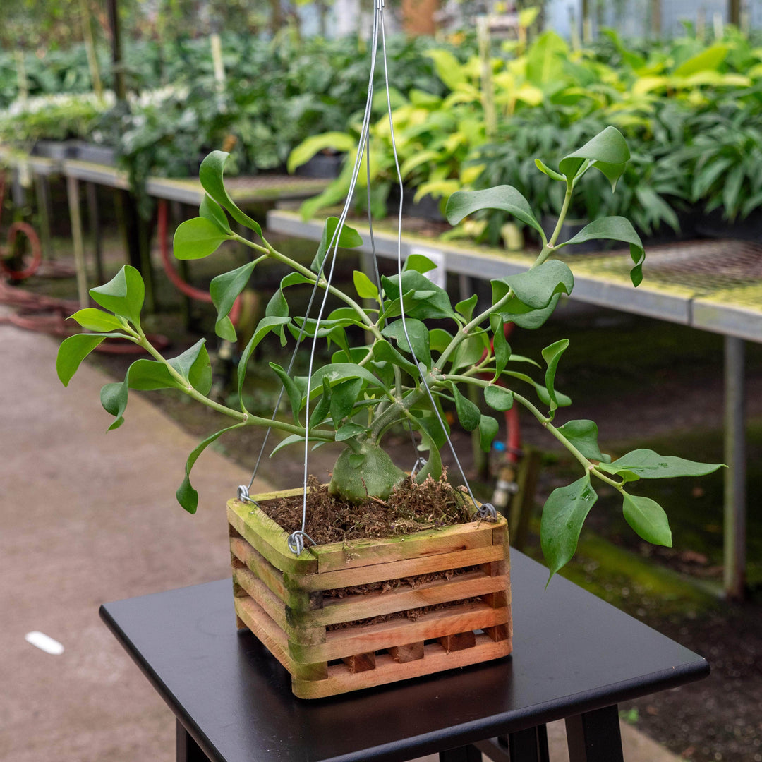 Gabriella Plants Other 6" Wooden Hanging Basket Hydnophytum papuanum "Ant Plant"