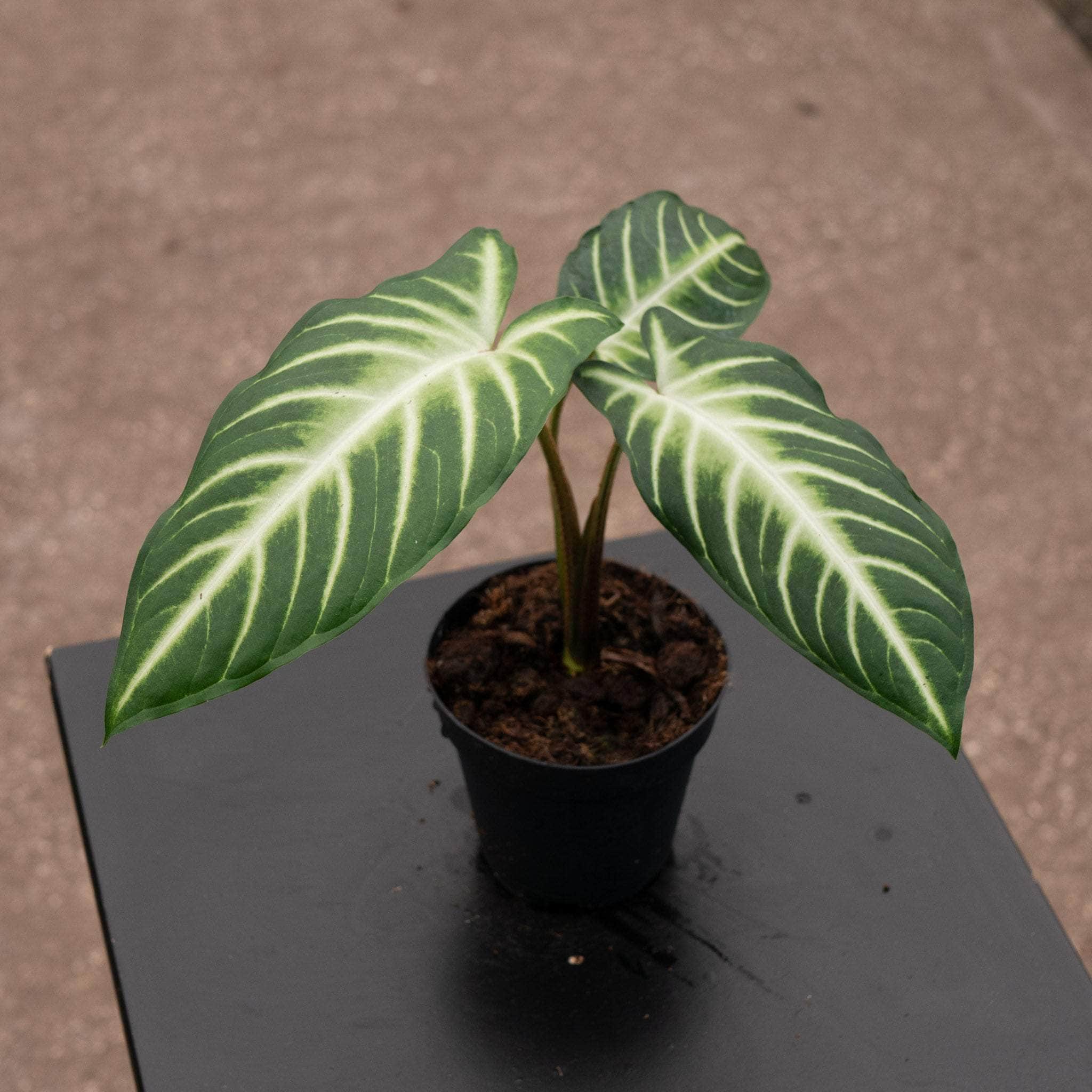 Phyllotaenium lindenii 'Magnificum' – Gabriella Plants