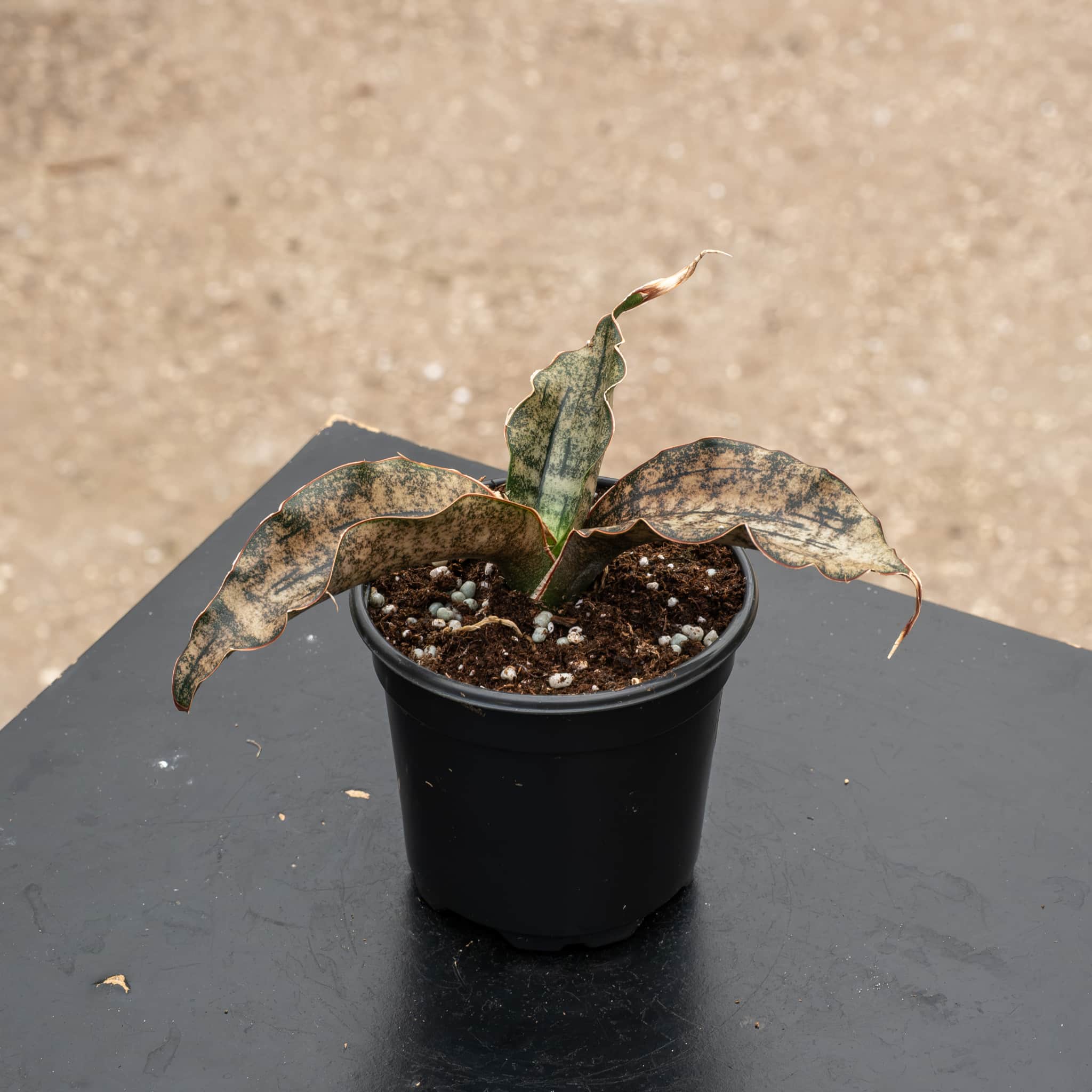 Sansevieria kirkii 'Coppertone' – Gabriella Plants
