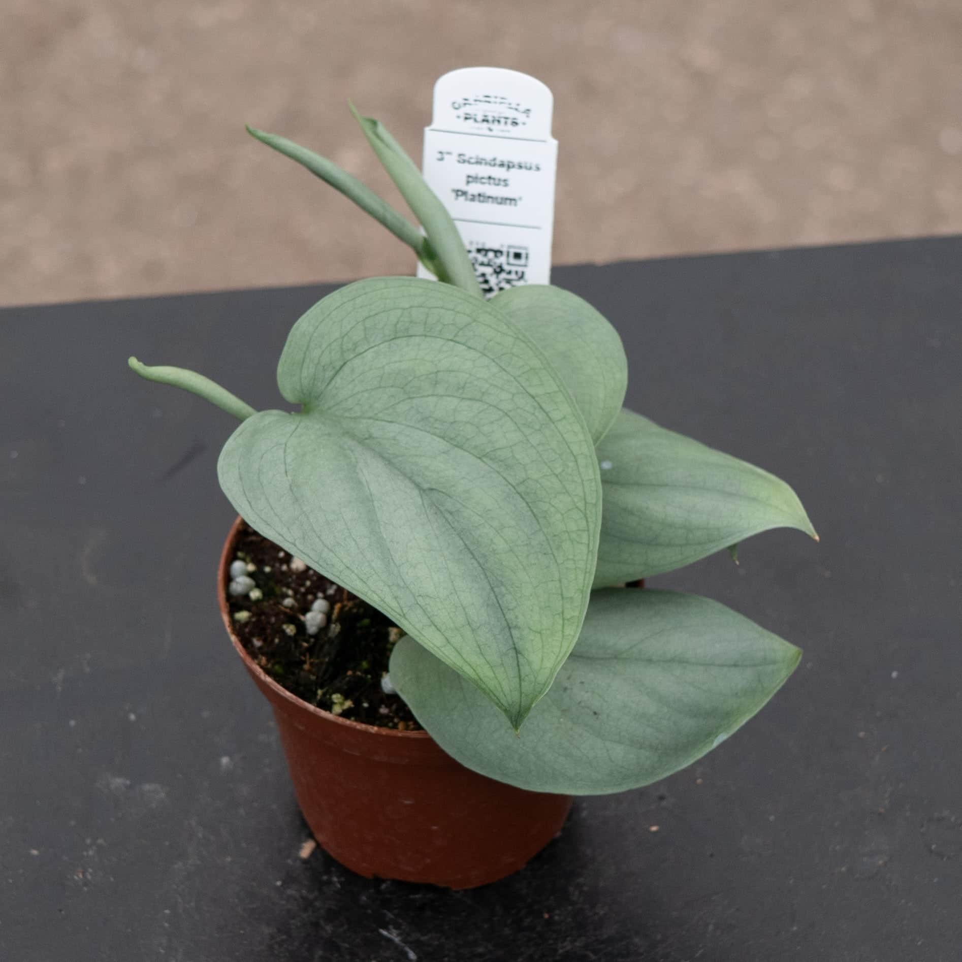 Scindapsus pictus 'Platinum' – Gabriella Plants