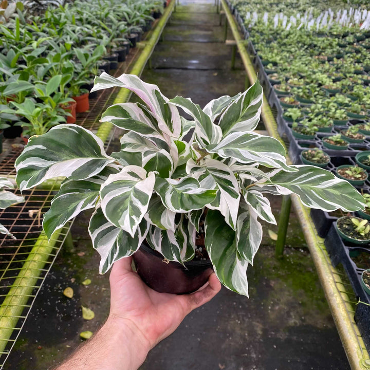 Gabriella Plants Other 6" Calathea 'White Fusion'