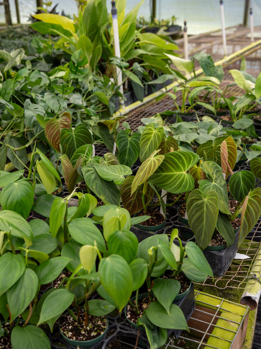 Philodendron hederaceum Identifying Sports Gabriella Plants