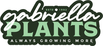 Gabriella Plants
