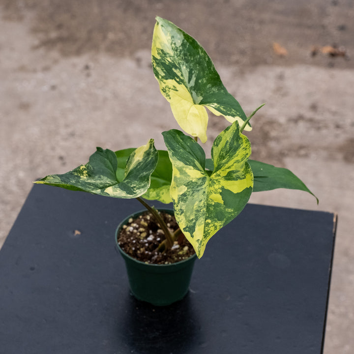 Syngonium podophyllum aurea variegata