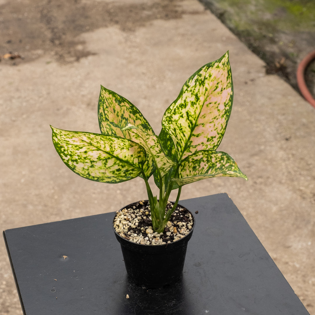 Aglaonema 'Etta Rose'