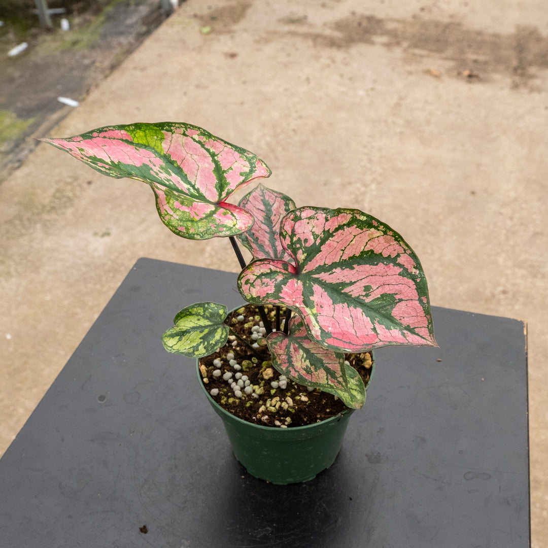 Caladium ‘Purple Light’