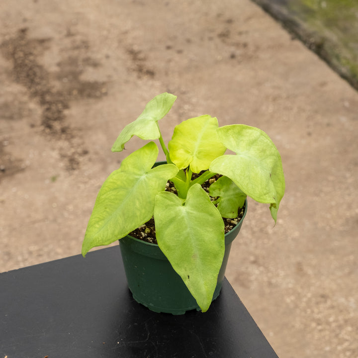 Xanthosoma ‘Lime Zinger’