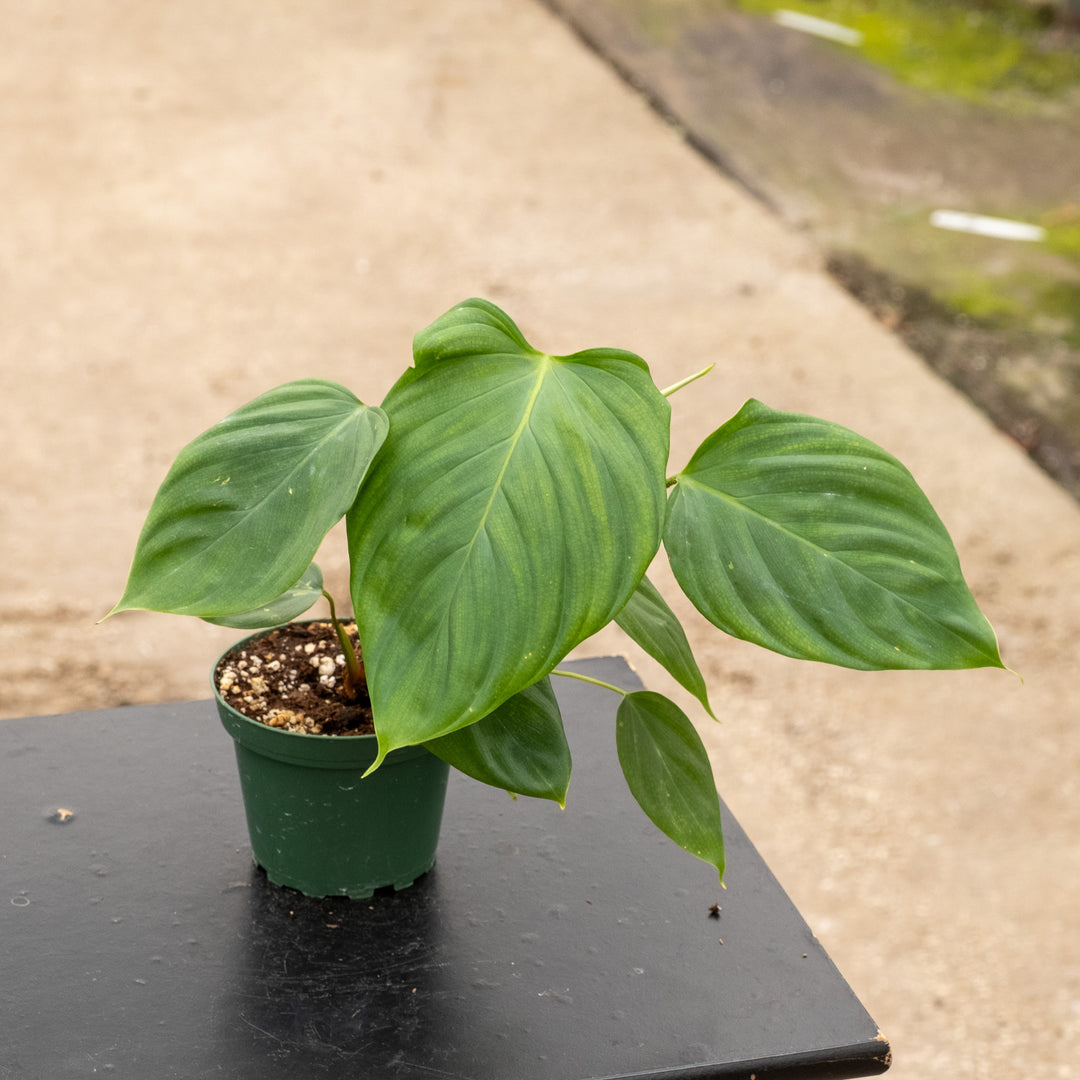 Philodendron nangaritense