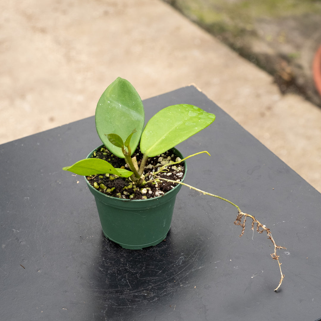 Hoya 'Joel'