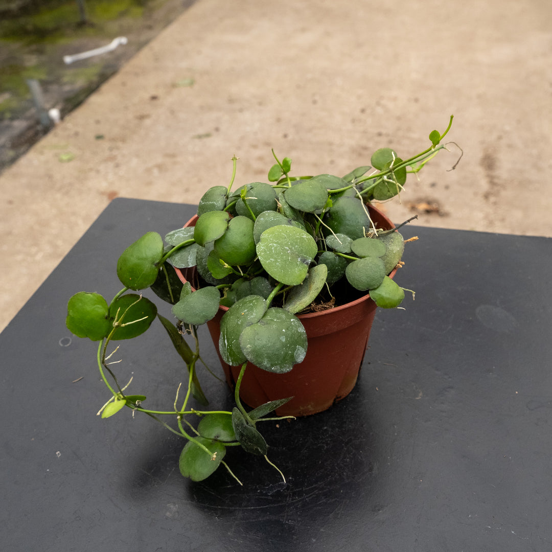 Dischidia imbricata 'Dwarf'