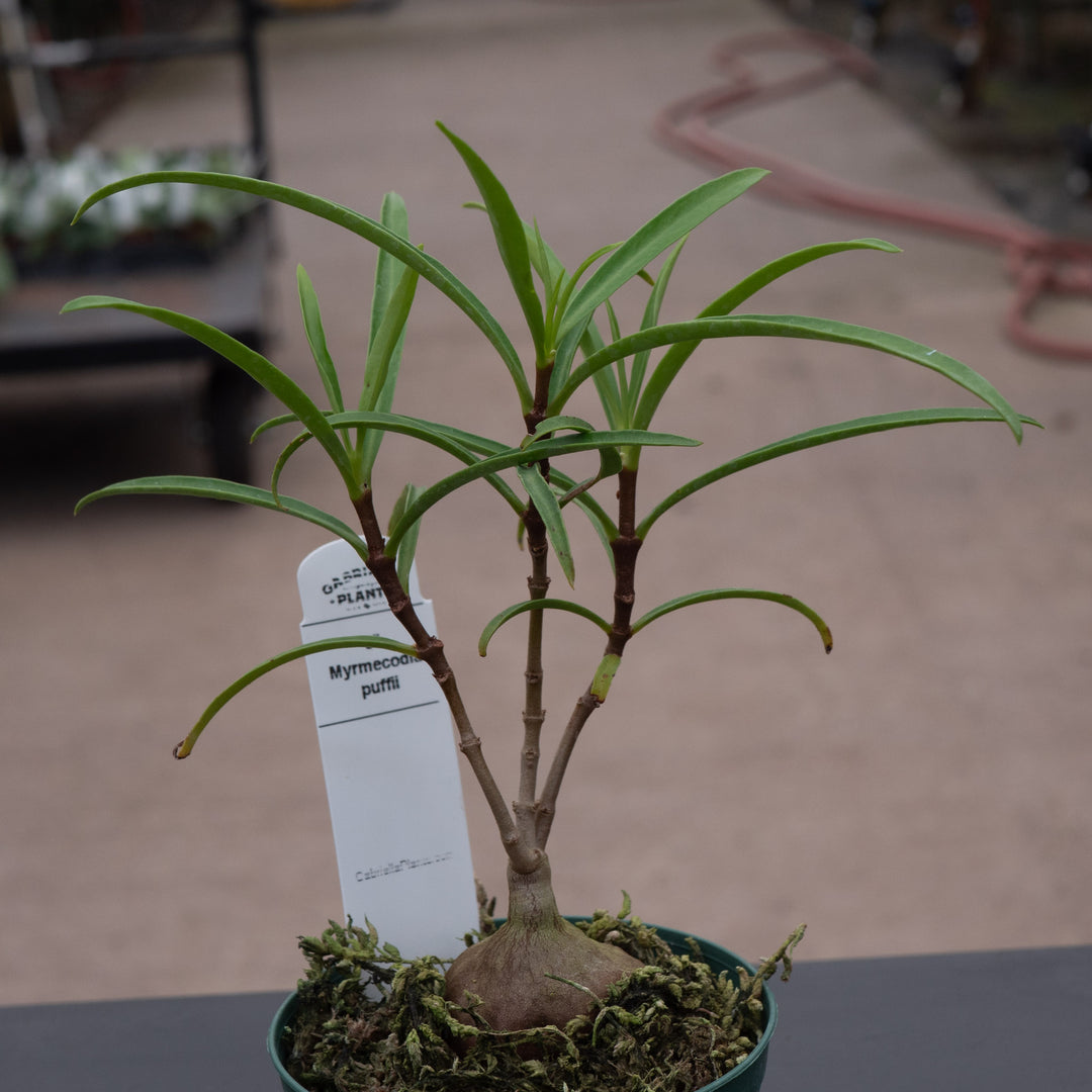 ant plant indoor Hydnophytum puffii 'Ant Plant'