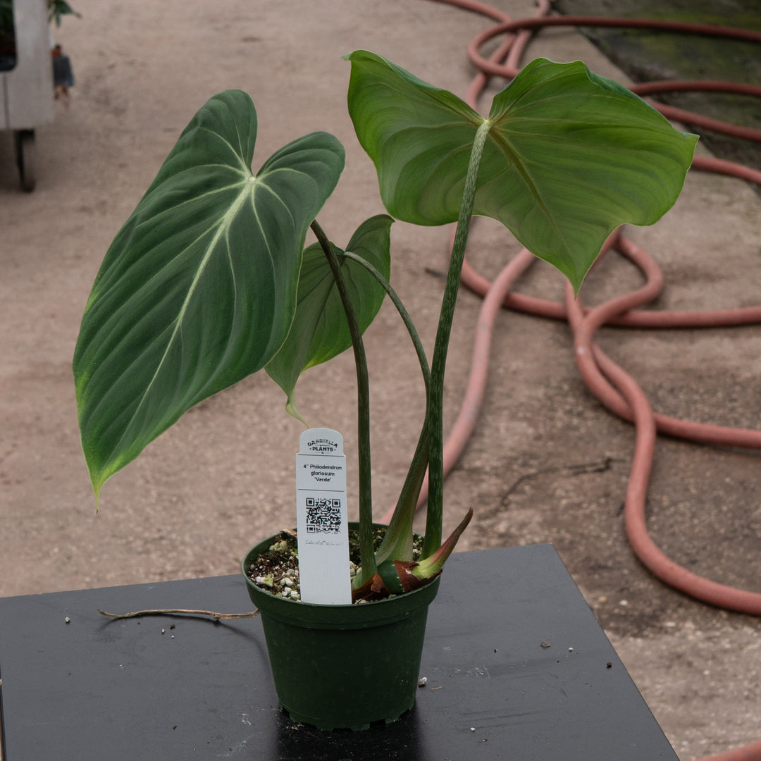 philodendron gloriosum crawler Philodendron gloriosum 'Verde'