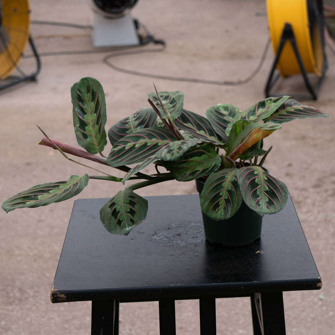 Maranta leuconeura ‘Red Maranta’