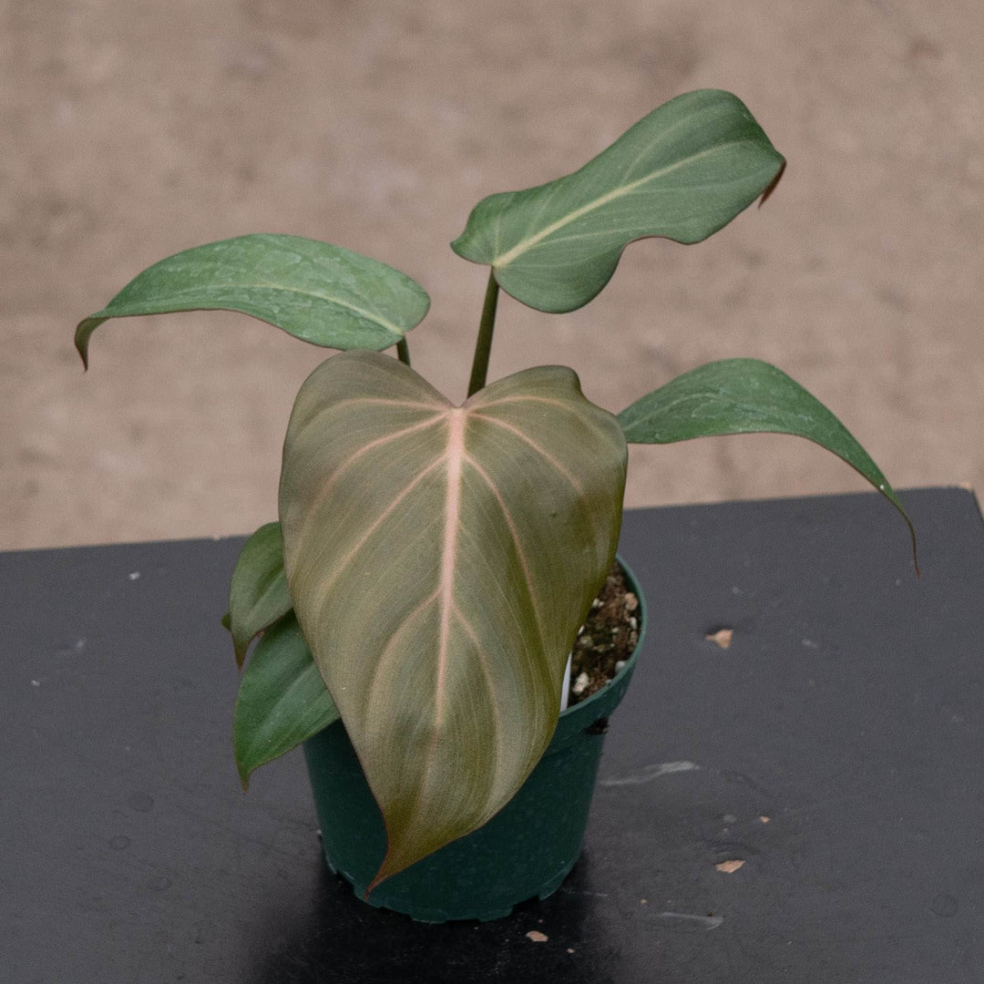 Gabriella Plants Philodendron 4" Philodendron 'Summer Glory'
