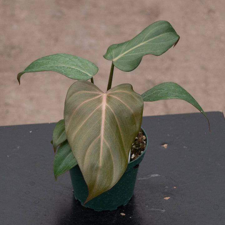 Gabriella Plants Philodendron 4" Philodendron &