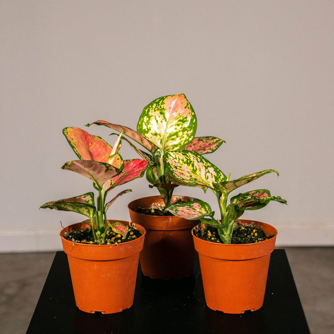 aglaonema beauty plant Aglaonema ‘Beauty’