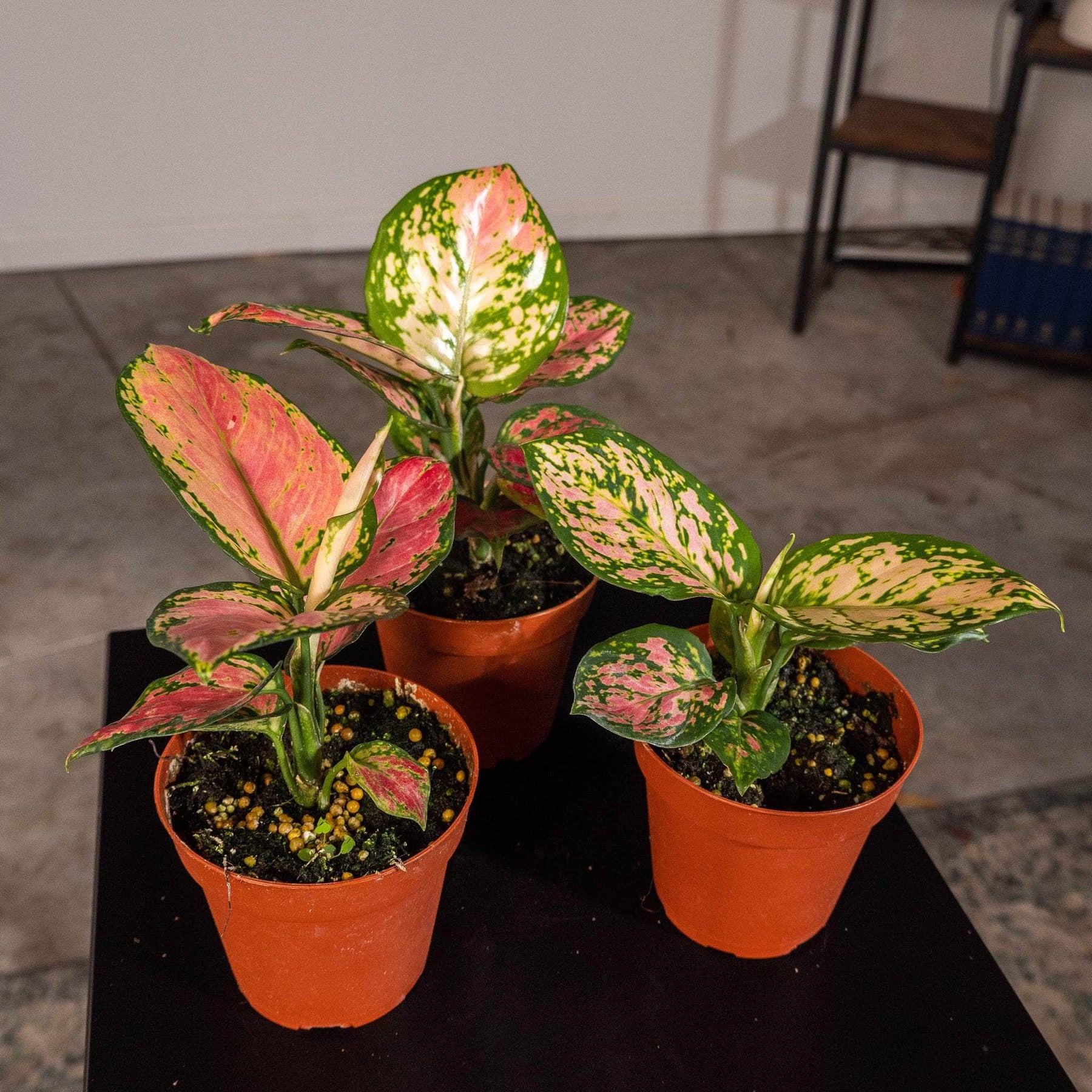 aglaonema pink beauty Aglaonema ‘Beauty’