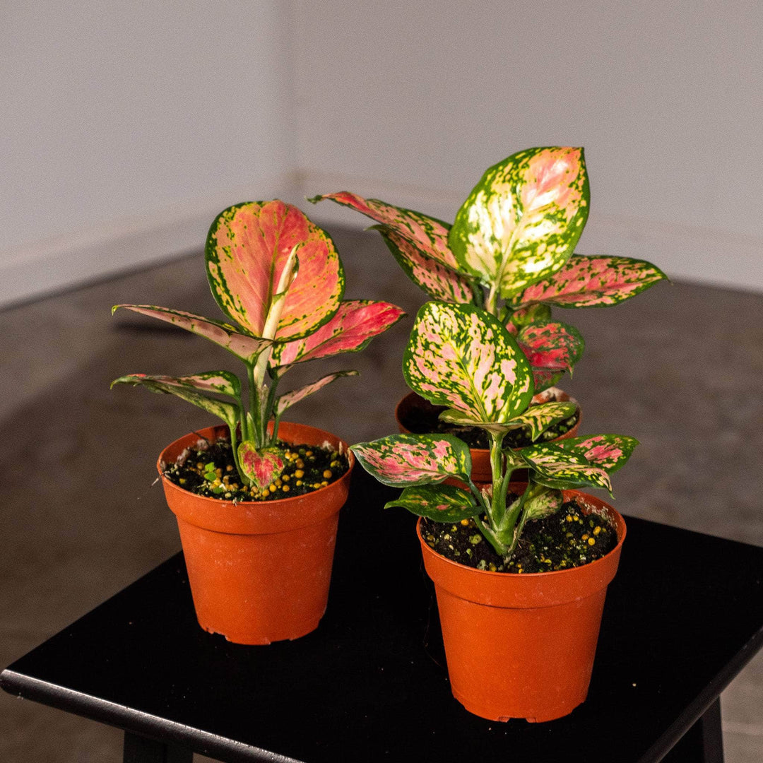 aglaonema aglos Aglaonema ‘Beauty’