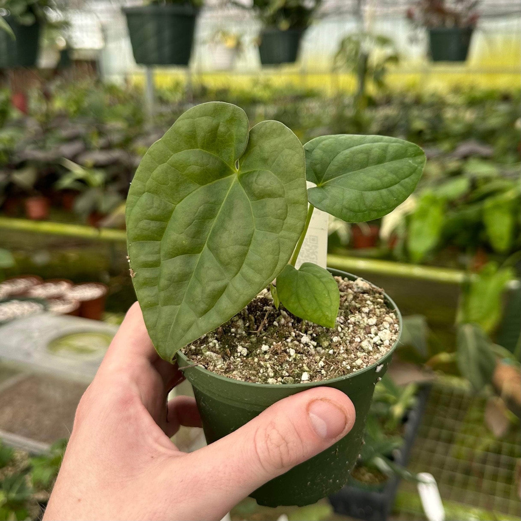 anthurium ace of spades seedling Anthurium (forgetii x 'Ace of Spades') x luxurians - 4" pot