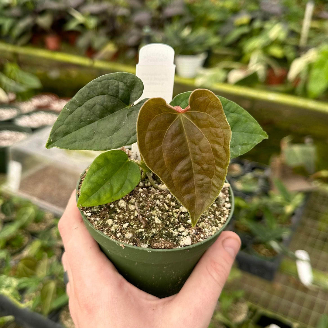 ace of spades anthurium Anthurium (forgetii x 'Ace of Spades') x luxurians - 4" pot