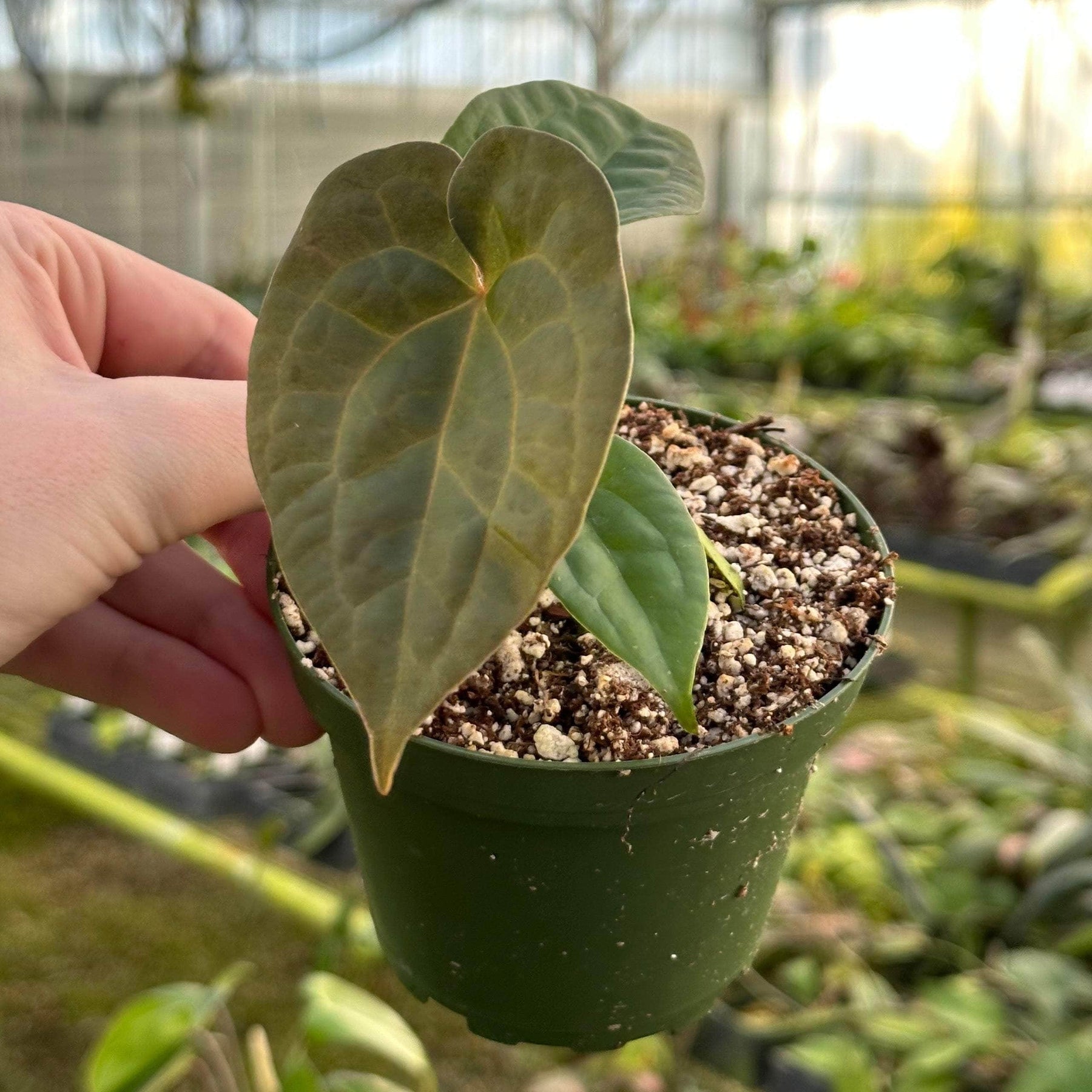 anthurium ace of spades x forgetii Anthurium (forgetii x 'Ace of Spades') x luxurians - 4" pot