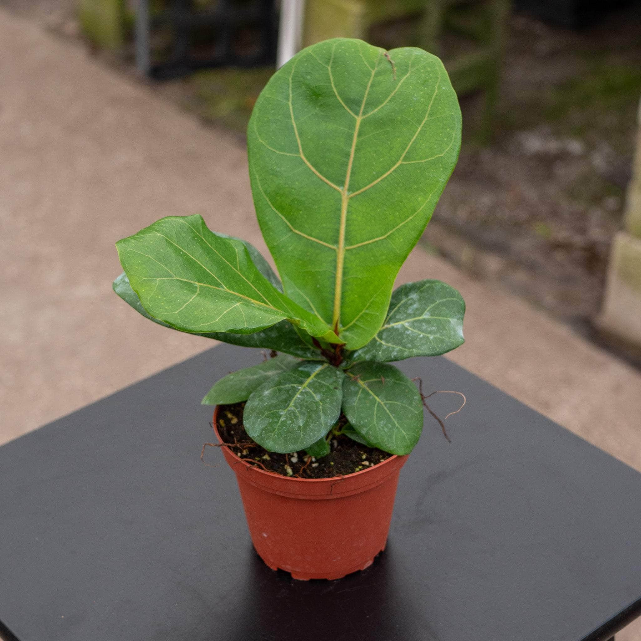 Ficus lyrata 'Bambino' 