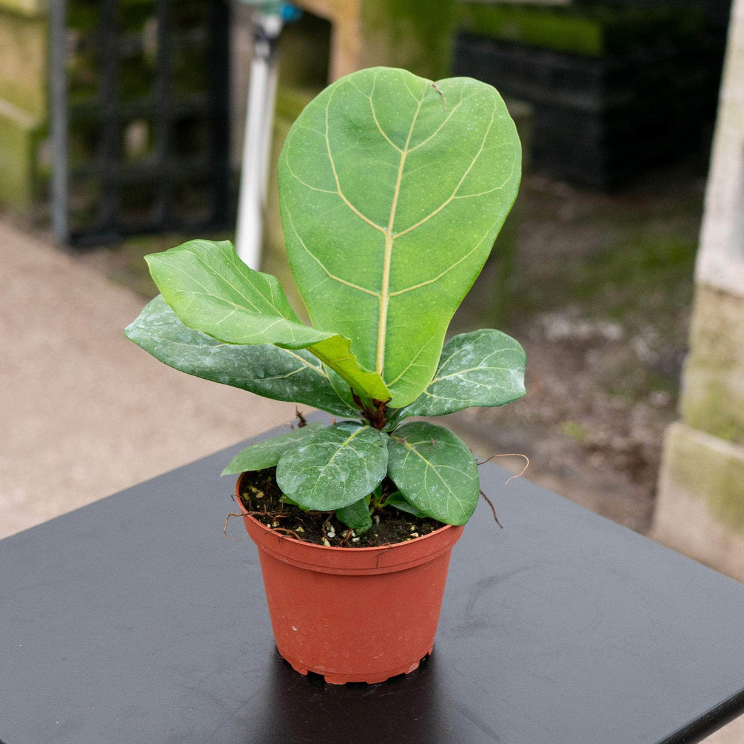 4 foot fiddle leaf fig tree Ficus lyrata 'Bambino' "Dwarf Fiddle Leaf" - 4" pot