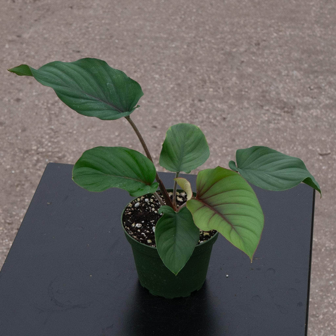 philodendron red velvet Adelonema 'Red Velvet'
