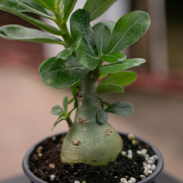 Gabriella Plants Adenium 4" Adenium obesum Growers Choice "Desert Rose"