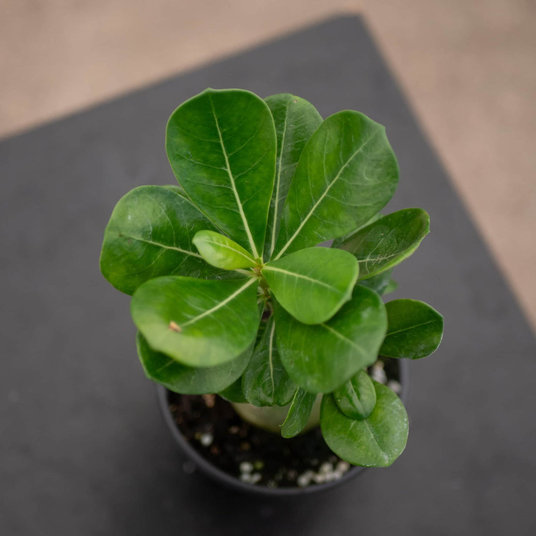 Gabriella Plants Adenium 4" Adenium obesum Growers Choice "Desert Rose"