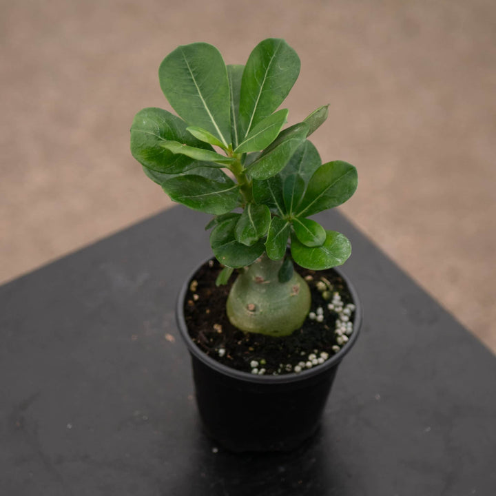 Gabriella Plants Adenium 4" Adenium obesum Growers Choice "Desert Rose"