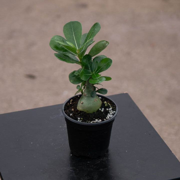 Gabriella Plants Adenium 4" Adenium obesum Growers Choice "Desert Rose"