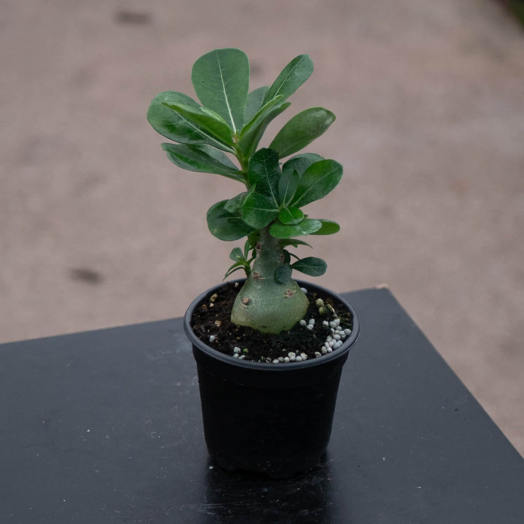 Gabriella Plants Adenium 4" Adenium obesum Growers Choice "Desert Rose"