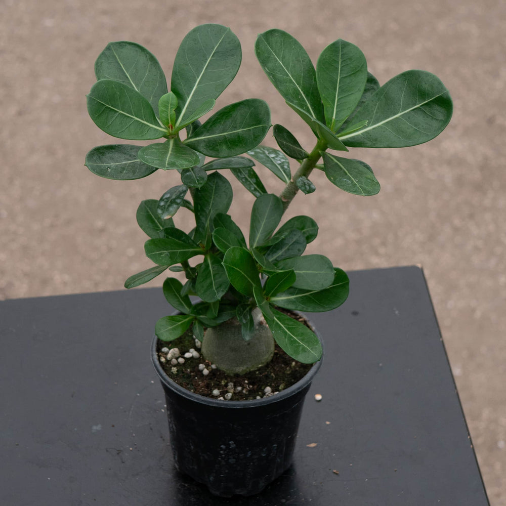 Gabriella Plants Adenium 4" Adenium obesum Growers Choice "Desert Rose"