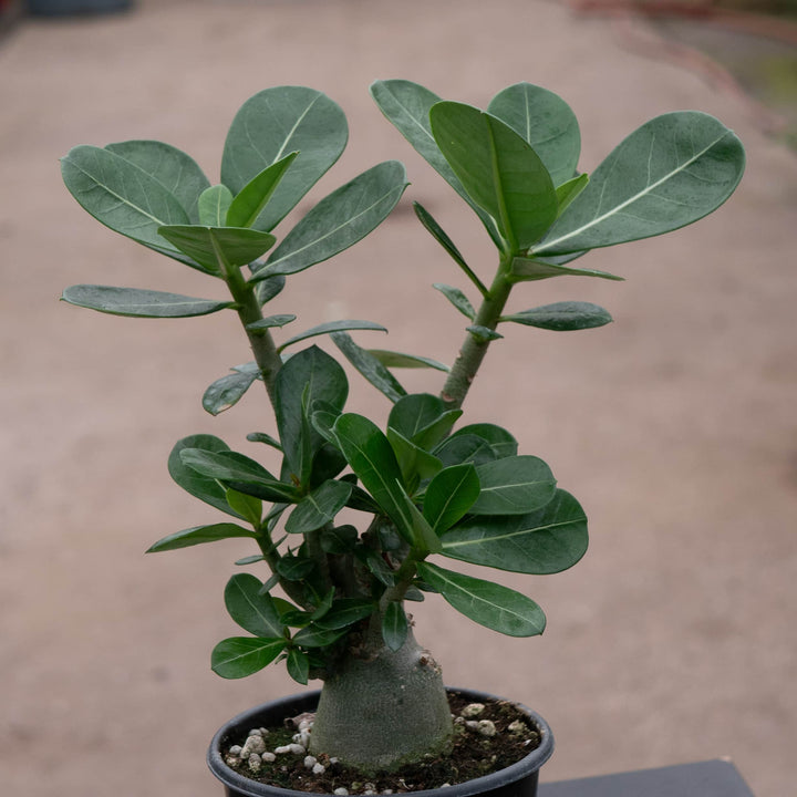 Gabriella Plants Adenium 4" Adenium obesum Growers Choice "Desert Rose"