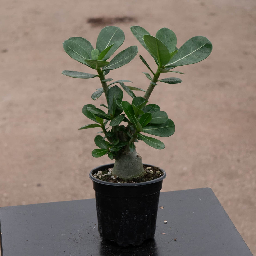Gabriella Plants Adenium 4" Adenium obesum Growers Choice "Desert Rose"