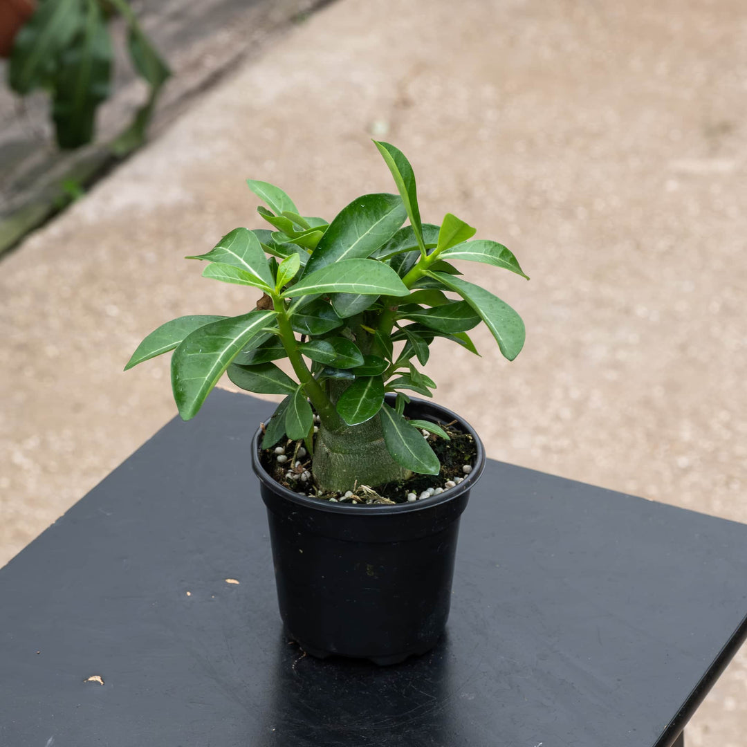 Gabriella Plants Adenium 4" Adenium obesum Growers Choice "Desert Rose"
